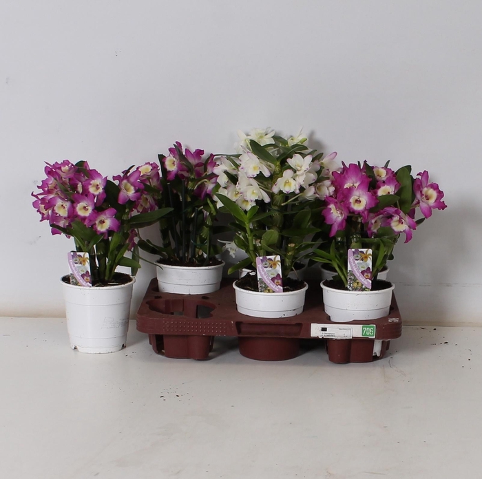 <h4>DEND NOBILE</h4>