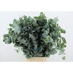 EUC CINEREA 300GR SUPERDEAL