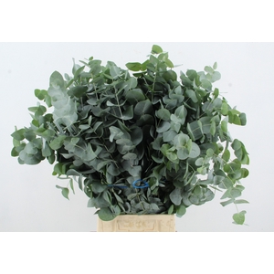 EUC CINEREA 300GR SUPERDEAL