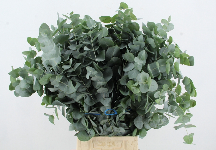 <h4>EUC CINEREA 300GR SUPERDEAL</h4>