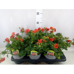 Geum coccineum 'Borisii'