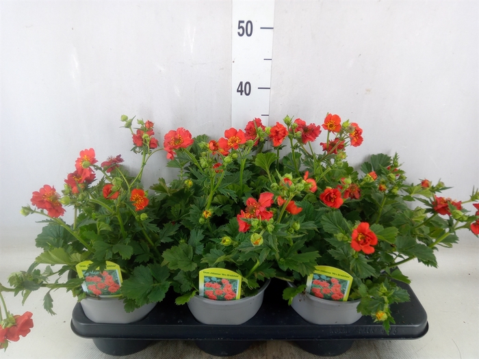 <h4>Geum coccineum 'Borisii'</h4>