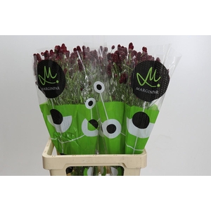 Sanguisorba officinalis Red Dream