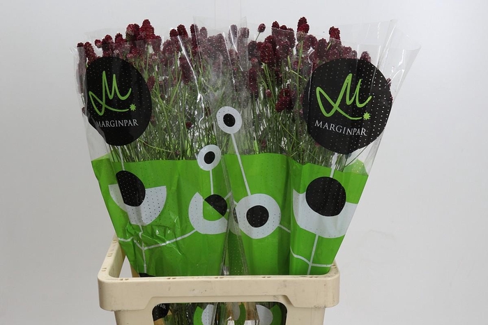 <h4>Sanguisorba officinalis 'Red Dream'</h4>