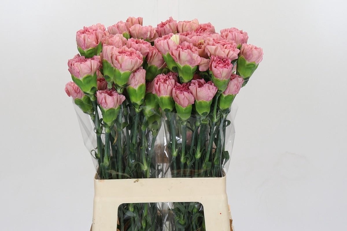 <h4>Dianthus St Lege Pink</h4>