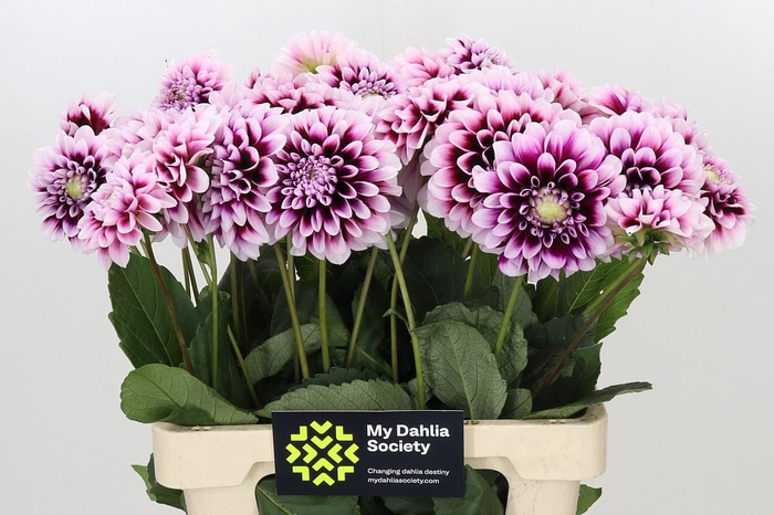 <h4>Dahlia Mystery Day</h4>