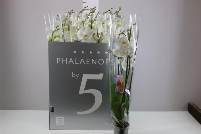 <h4>Phal Wit 2 Tak</h4>