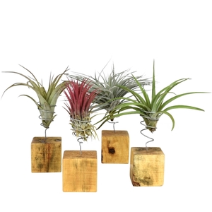 tillandsia houtblok large