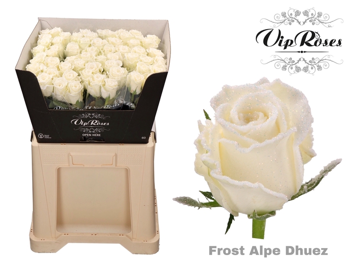 R GR FROST ALPE DHUEZ