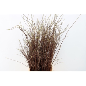 Spiraea Nip Snowmountain 90cm P Bunch