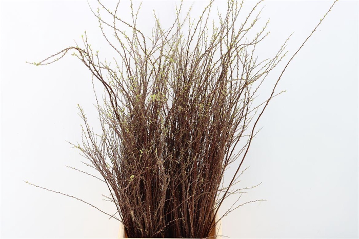 <h4>Spiraea Nip Snowmountain 90cm P Bunch</h4>