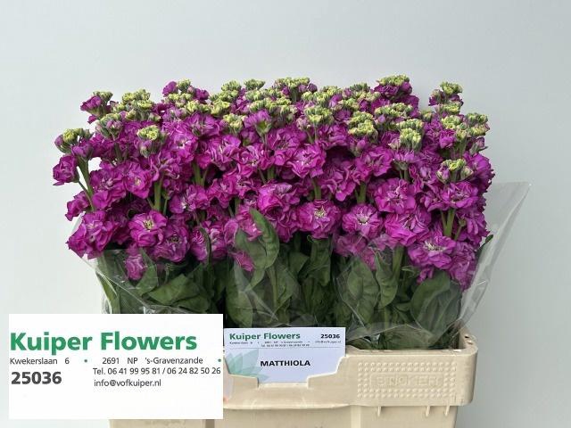 <h4>MATTH STOX DEEP ROSE</h4>