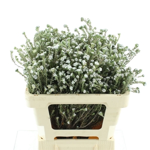 Kaaps Cotton Bush