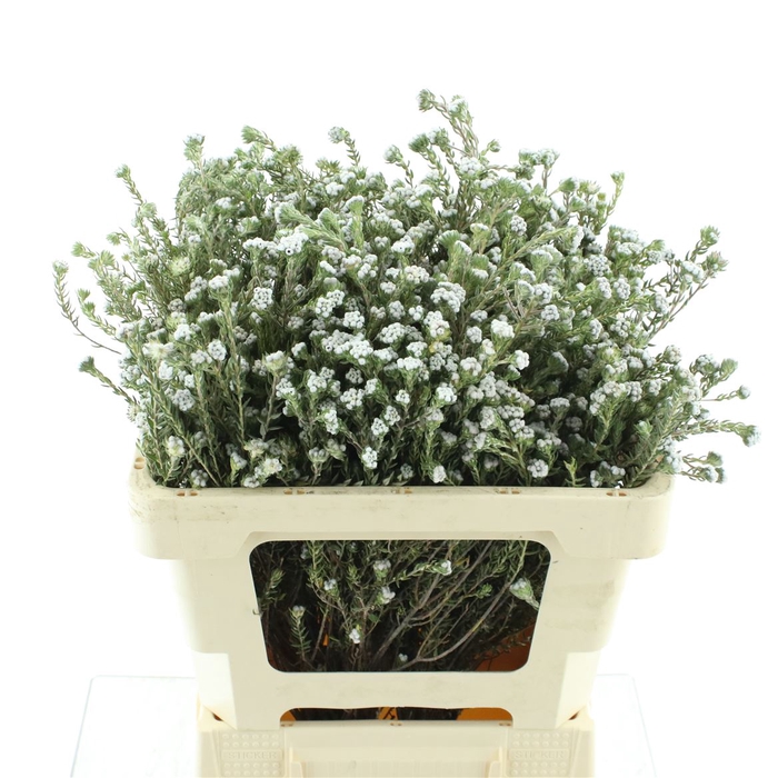 <h4>Kaaps Cotton Bush</h4>