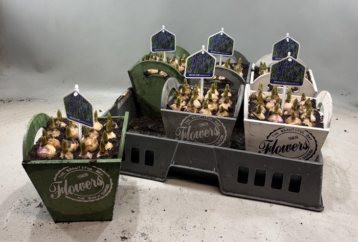 arr8 Arr Muscari In Houten Hengsel Bakje