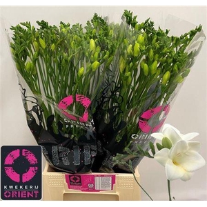 Fr En Ambiance 19 GR,(NL),MPS A,(10)