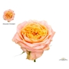 Rosa Garden Peach Funky