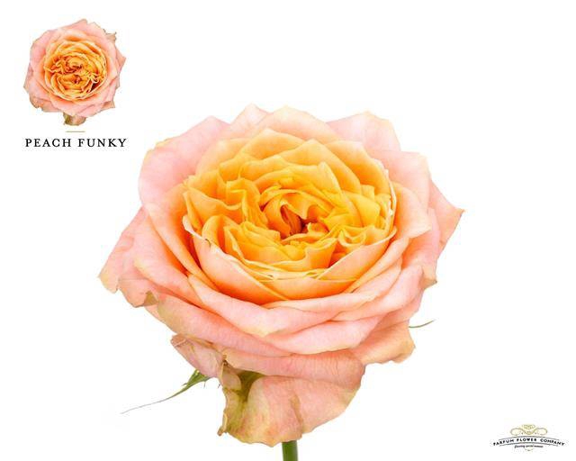 Rosa Garden Peach Funky