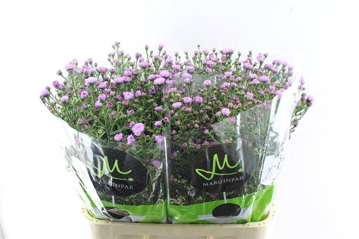 <h4>Ast Nb Do Da Pink</h4>