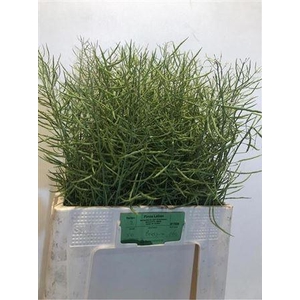 Brassica Napus