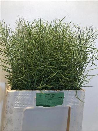 <h4>Brassica Napus</h4>