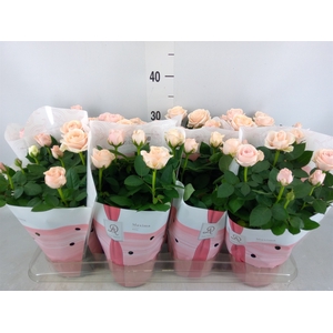 Rosa  'Amorosa Infinity Soft Pink'