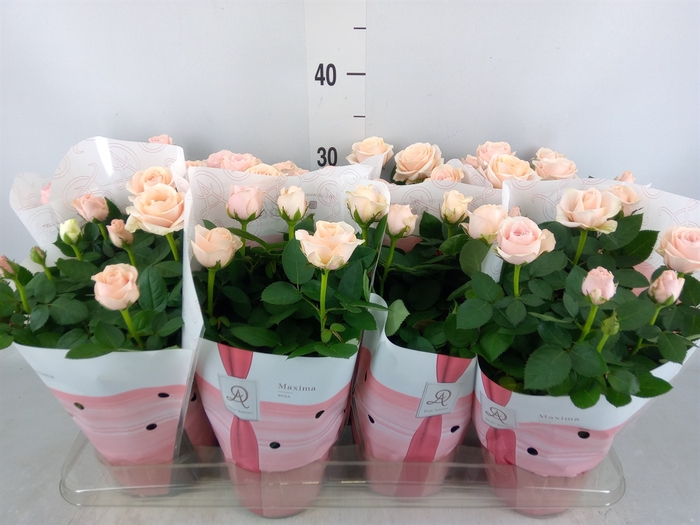 <h4>Rosa  'Amorosa Infinity Soft Pink'</h4>