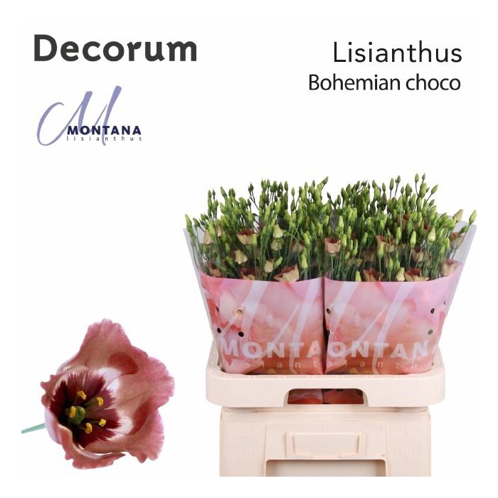 <h4>Eus E Bohemian Choco</h4>