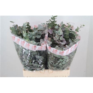 EUC CINEREA PER BOS