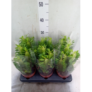 Euphorbia trigona