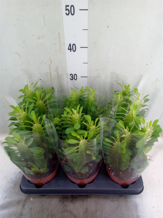 <h4>Euphorbia trigona</h4>