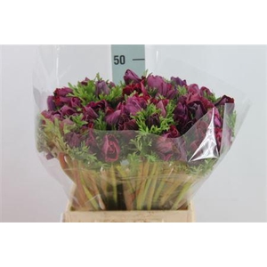 Anemone Mistral Super Nero