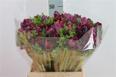 <h4>Anemone Mistral Super Nero</h4>