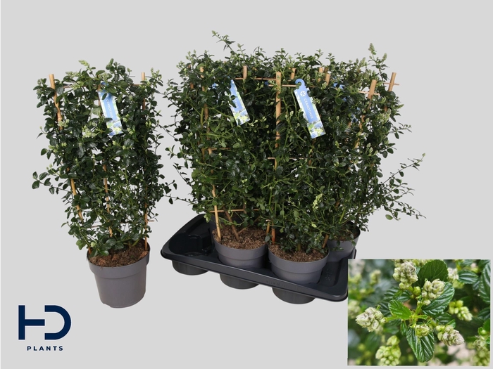 <h4>Cean Th Repens</h4>