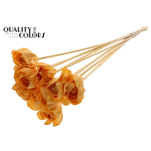 Shola Dear Holly 6cm on stem Apricot