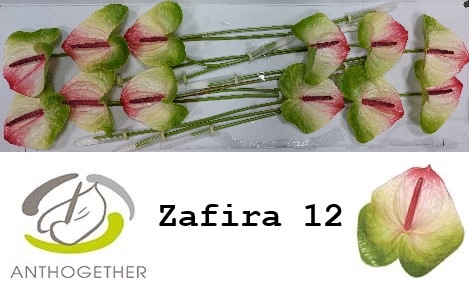 ANTH A ZAFIRA 12