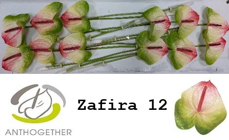 <h4>ANTH A ZAFIRA</h4>