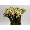 Ornithogalum coloured H%