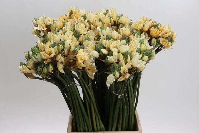 Ornithogalum coloured H%