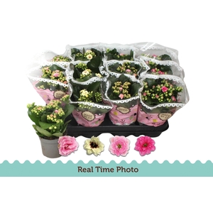 KAL GE GEM TWEEKL BL