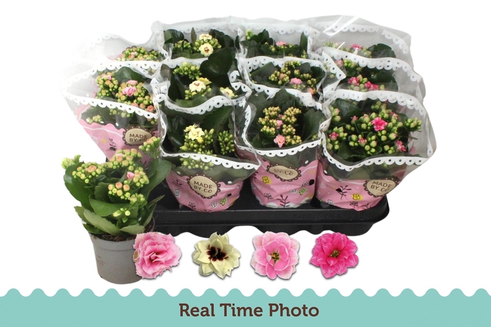 <h4>KAL GE GEM TWEEKL BL</h4>