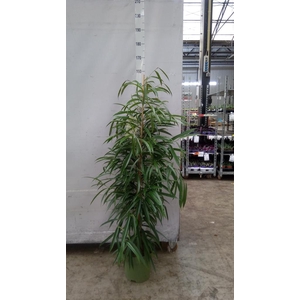 Ficus binn. 'Alii'