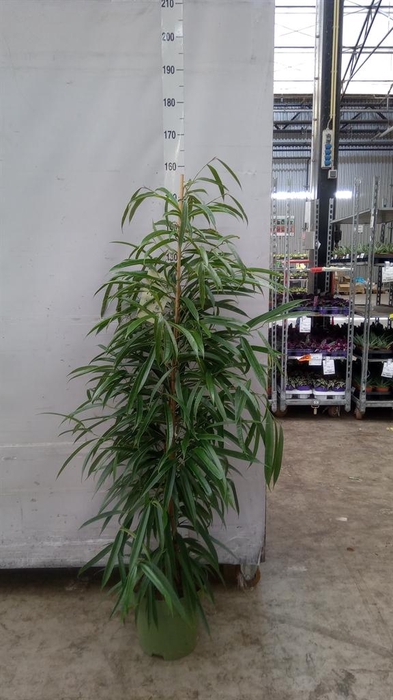 <h4>Ficus binn. 'Alii'</h4>