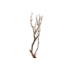 Syringa Branch Super Valentini