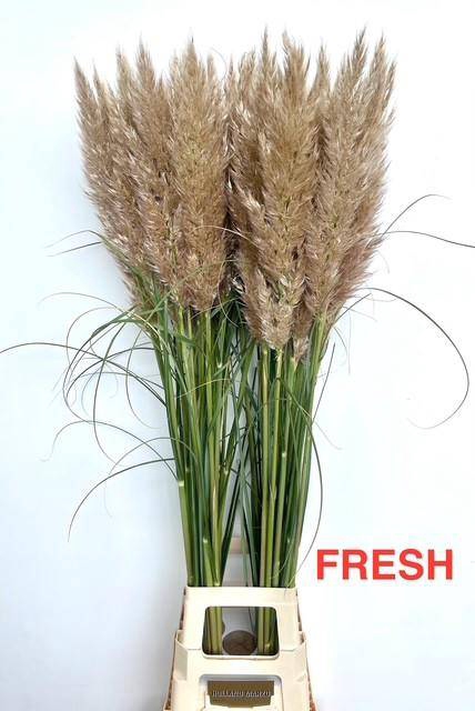 <h4>Cortaderia sell early maja</h4>