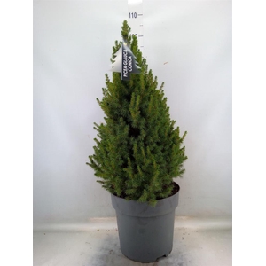 Picea glauca 'Conica'