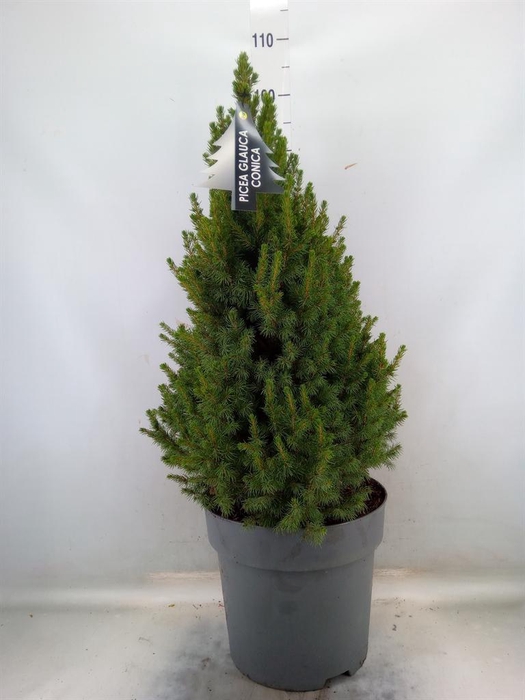 <h4>Picea glauca 'Conica'</h4>