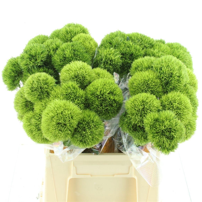 <h4>Di Barb Kiwi Mellow Extra</h4>