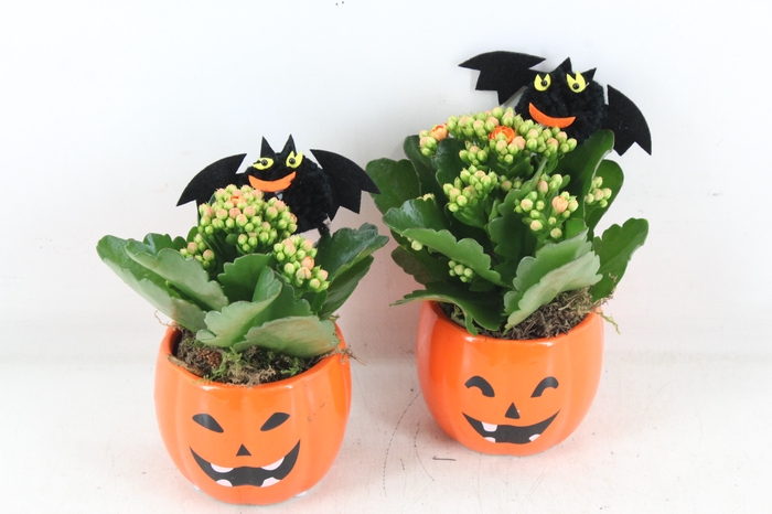 <h4>arr2 JS - Ker. halloween mix x8 oranje</h4>
