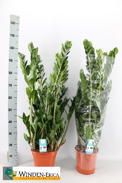 ZAMIO ZAMIIFOLIA